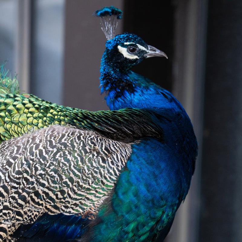 Peacock