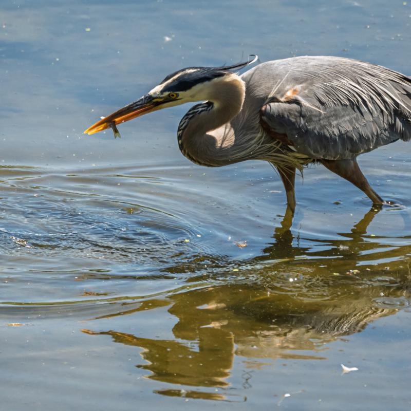 bird eating a fish