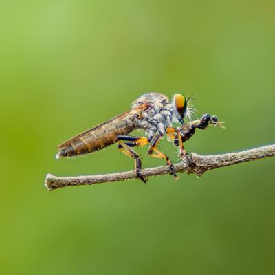 Dragon Fly on a branch